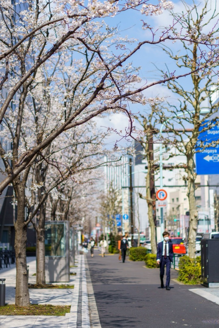 A quiet street lined with cherry trees