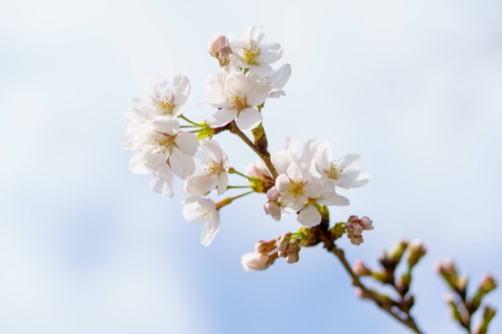 A sprig of cherry blossoms against a pale sky