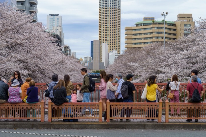 Crowds along a river under cherry blossoms, with towers behind