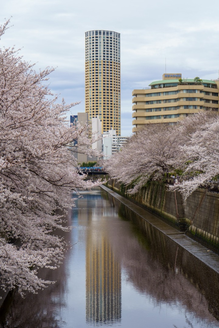 Cherry trees framing a canal that reflects a tower