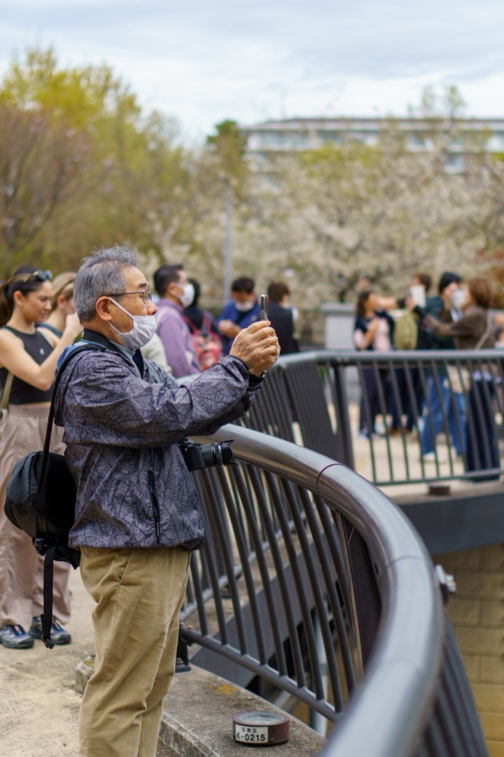 A man photographing cherry blossoms from a bridge