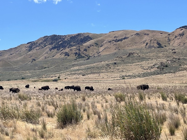 Bison grazing below dry hills near the Great Salt Lake