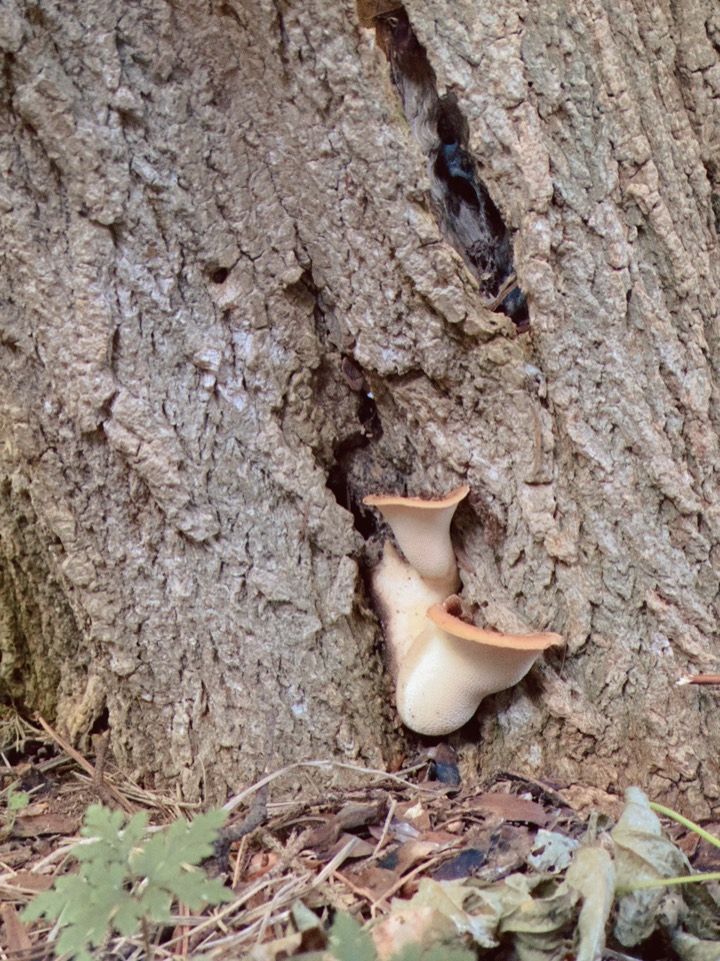 A mushroom growing from the base of a tree trunk