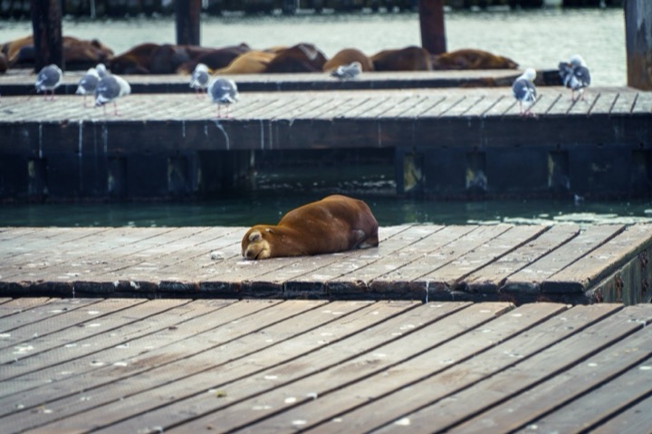 A sea lion asleep on a wooden dock