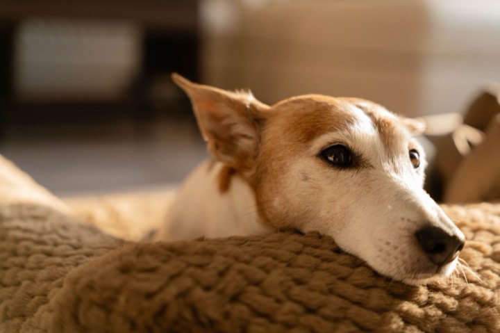 A dog resting its head on a knit blanket
