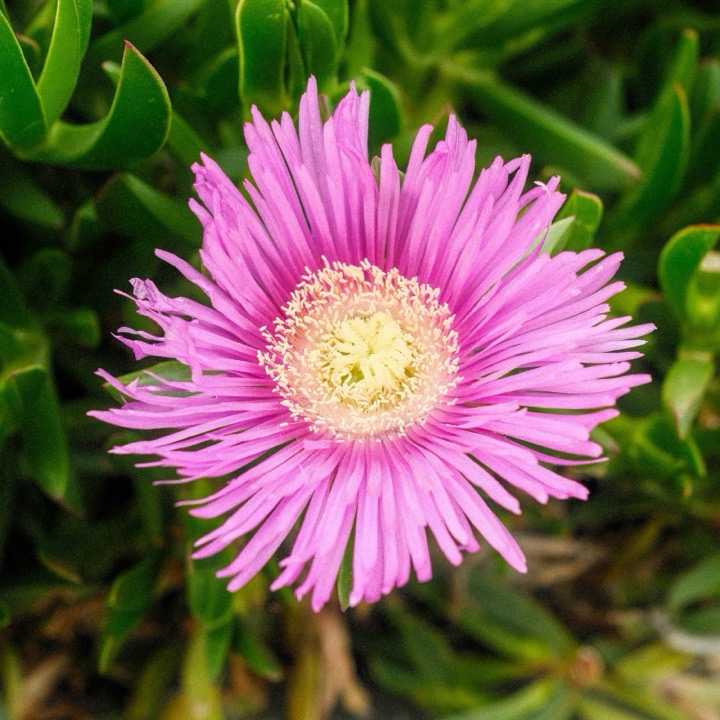 A pink ice plant flower in bloom